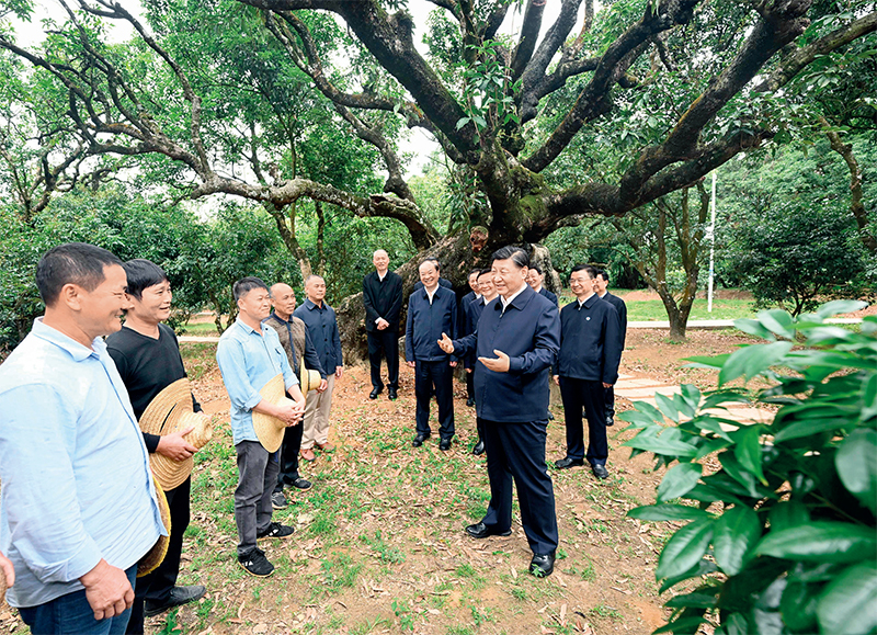 2023年4月10日至13日，中共中央總書(shū)記、國(guó)家主席、中央軍委主席習(xí)近平在廣東考察。這是11日下午，習(xí)近平在茂名高州市根子鎮(zhèn)柏橋村荔枝種植園，同現(xiàn)場(chǎng)技術(shù)人員親切交流。