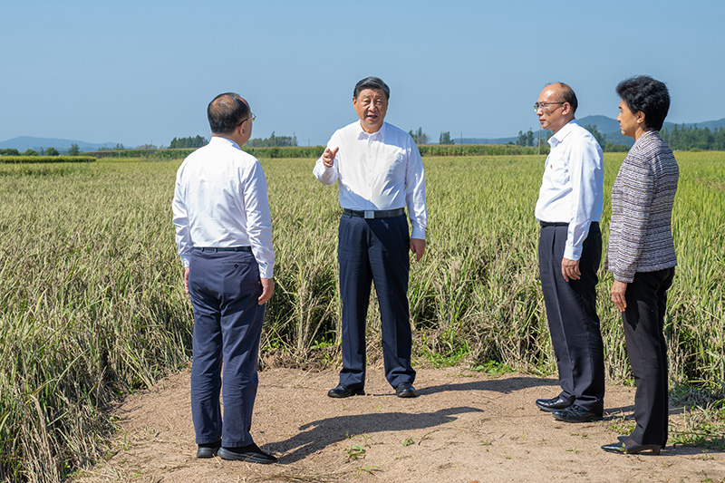 9月6日至8日，中共中央總書記、國家主席、中央軍委主席習近平在黑龍江考察。這是7日上午，習近平在遭受洪澇災害的哈爾濱尚志市老街基鄉(xiāng)龍王廟村，察看水稻受災情況。